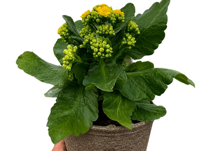 Kalanchoe 'Blossfeldiana'