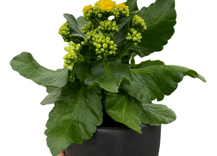 Kalanchoe 'Blossfeldiana'