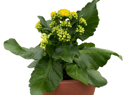 Kalanchoe 'Blossfeldiana'