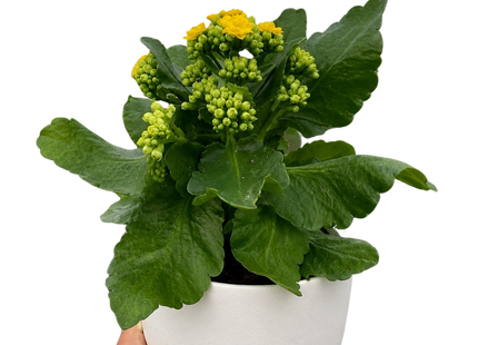 Kalanchoe 'Blossfeldiana'