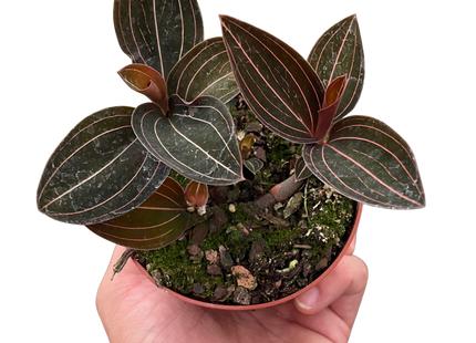 Ludisia Discolor