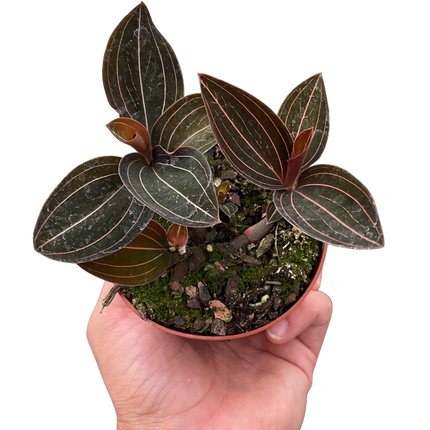 Ludisia Discolor