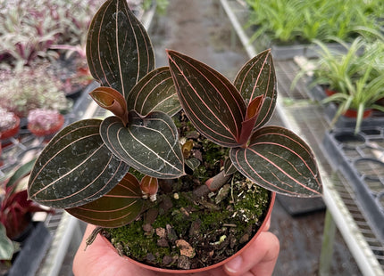 Ludisia Discolor