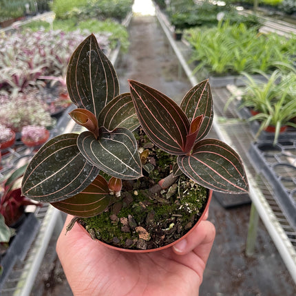 Ludisia Discolor