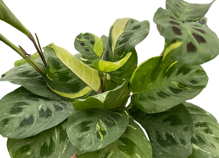 Maranta Variegated 'Beauty Kim'