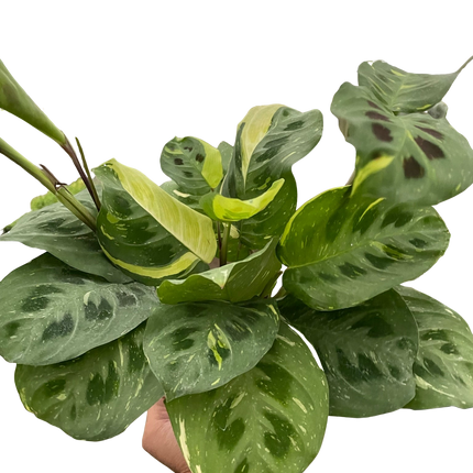 Maranta Variegated 'Beauty Kim'
