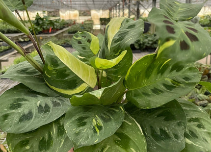 Maranta Variegated 'Beauty Kim'