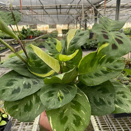 Maranta Variegated 'Beauty Kim'