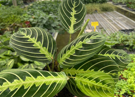 Maranta 'Lemon Lime'