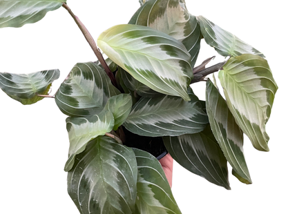 Maranta 'Silver Band'