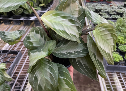 Maranta 'Silver Band'