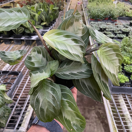 Maranta 'Silver Band' | Live Plant for Indoor & Outdoor | House Plant Decor