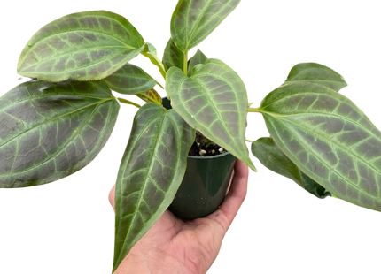 Monolena 'Primuliflora'