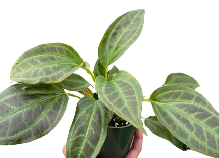 Monolena 'Primuliflora'