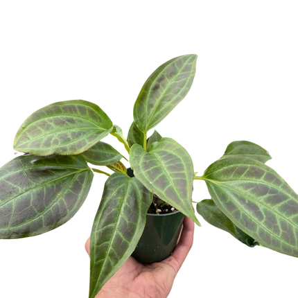 Monolena 'Primuliflora'