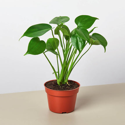 Monstera Bundle | Live Plant for Indoor & Outdoor | House Plant Decor