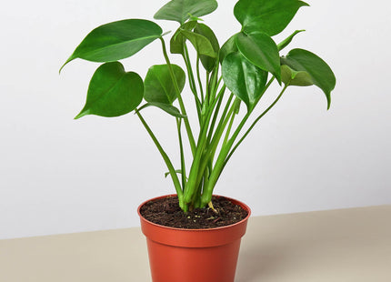Monstera Bundle