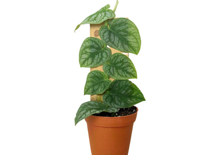 Monstera 'Dubia' (Shingle Plant)