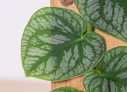 Monstera 'Dubia' (Shingle Plant)