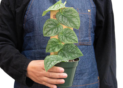 Monstera 'Dubia' (Shingle Plant)