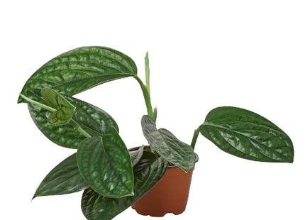 Monstera 'Peru'