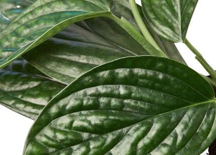 Monstera 'Peru'