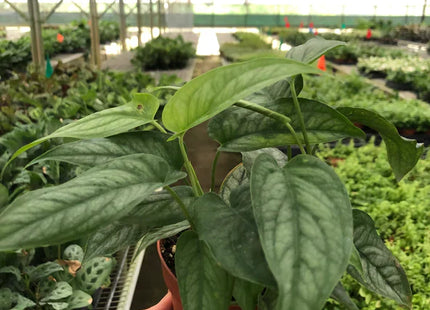 Monstera 'Siltepecana'