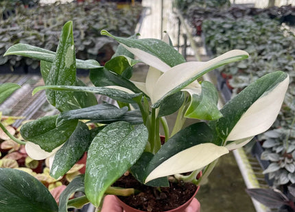 Monstera 'Standeleyana Albo Variegated'