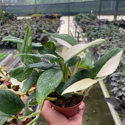 Monstera 'Standeleyana Albo Variegated'