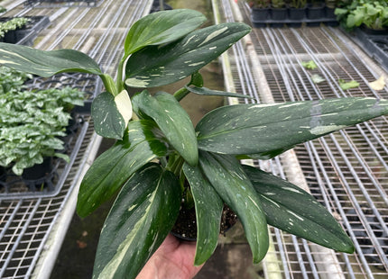 Monstera 'Standeleyana Albo Variegated'