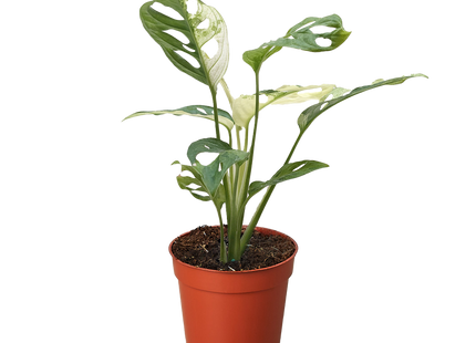 Monstera Adansonii 'Swiss Cheese Variegated'