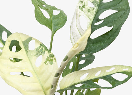 Monstera Adansonii 'Swiss Cheese Variegated'