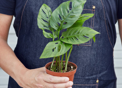 Monstera Adansonii 'Swiss Cheese'