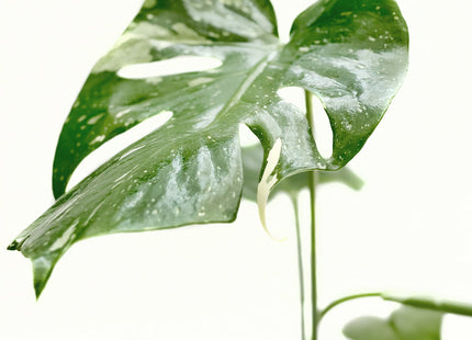 Monstera 'Thai Constellation'