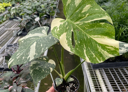 Monstera 'Thai Constellation'