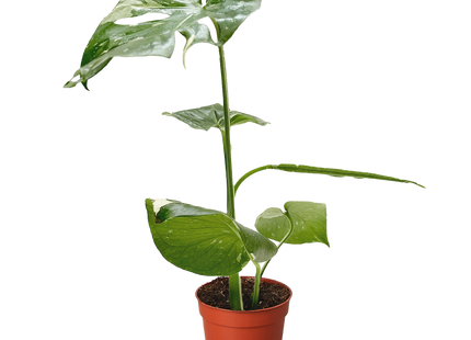 Monstera 'Thai Constellation'