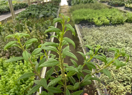 Nematanthus Flying Goldfish