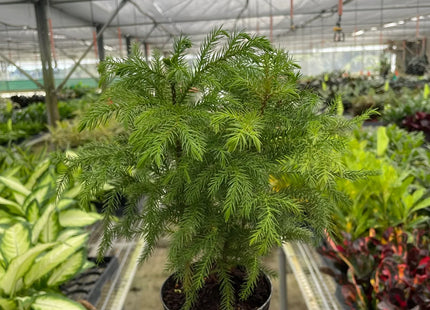 Norfolk 'Island Pine'