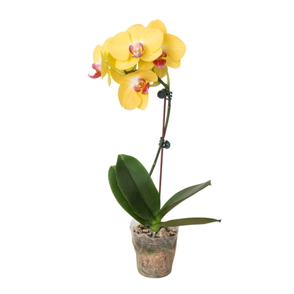 Orchid 'Yellow Phalaenopsis' | Live Plant for Indoor & Outdoor | House Plant Decor