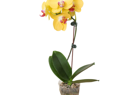 Orchid 'Yellow Phalaenopsis'
