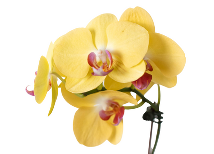 Orchid 'Yellow Phalaenopsis'