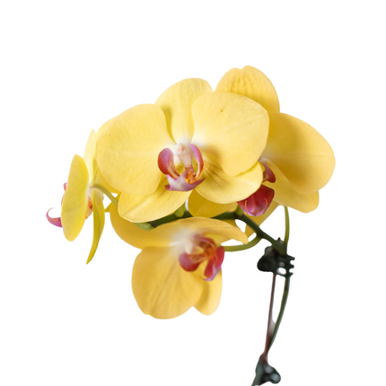 Orchid 'Yellow Phalaenopsis' | Live Plant for Indoor & Outdoor | House Plant Decor