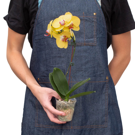 Orchid 'Yellow Phalaenopsis' | Live Plant for Indoor & Outdoor | House Plant Decor