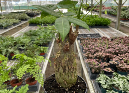 Money Tree 'Guiana Chestnut' Pachira Stump