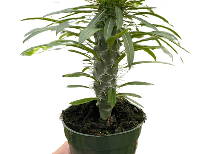 Pachypodium 'lamerei' (Madagascar Palm)