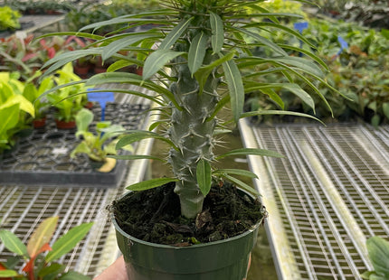 Pachypodium 'lamerei' (Madagascar Palm)