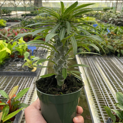 Pachypodium 'lamerei' (Madagascar Palm)