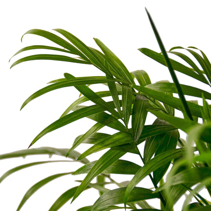 Parlor Palm | Live Plant for Indoor & Outdoor | House Plant Decor