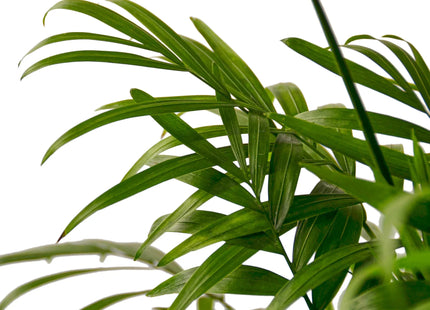 Parlor Palm