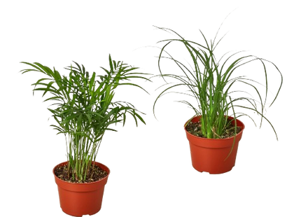 2 Palm Variety Pack / 4" Pots / Live Plant / House Plant